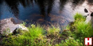 Hutchinson Environmental wins nutrient neutrality contract